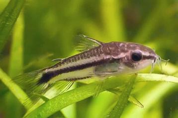 Corydoras pygmaeus beschikbaar voor biedingen