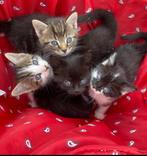 Kittens (Noorse boskat) beschikbaar, Dieren en Toebehoren, Katten en Kittens | Raskatten | Korthaar, Meerdere dieren, Ontwormd