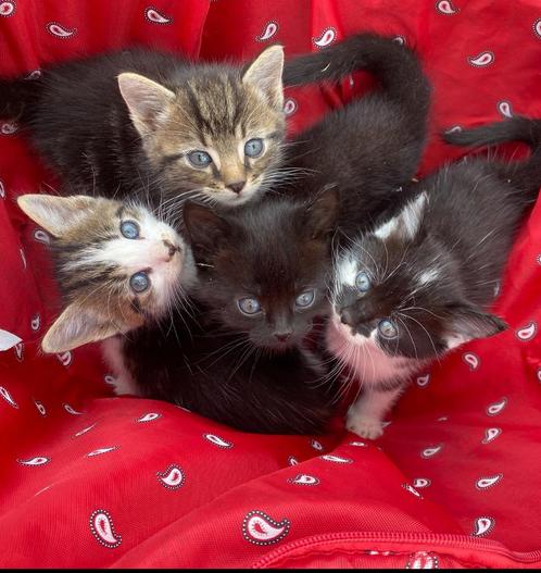 Kittens (Noorse boskat) beschikbaar, Dieren en Toebehoren, Katten en Kittens | Raskatten | Korthaar, Meerdere dieren, 0 tot 2 jaar