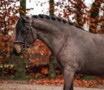 Onwijs gezellig, bomproof c pony !, Dieren en Toebehoren, Pony's, Ruin, C pony (1.27m tot 1.37m), Gechipt, 3 tot 6 jaar