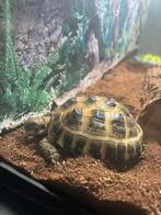 Een vierteen Russische landschildpad, Schildpad, Met terrarium, 3 tot 6 jaar