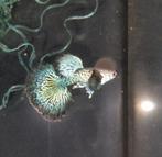 Green Dragon Snakeskin Dumbo Raszuiver, Vis, Zoetwatervis, Schoolvis