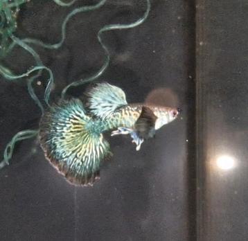 Green Dragon Snakeskin Dumbo Raszuiver  beschikbaar voor biedingen