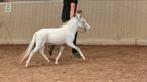 Falabella Hengstje, Dieren en Toebehoren, Paarden, Hengst, 0 tot 2 jaar