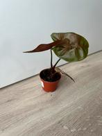 Syngonium maria alussion, Huis en Inrichting, Kamerplanten, Ophalen of Verzenden, Overige soorten, Minder dan 100 cm