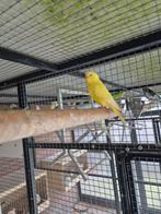 Jong  grasparkiet, Mannelijk, Parkiet