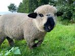 Hampshire Down Ram raszuiver, Dieren en Toebehoren, Mannelijk, Schaap