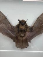 Opgezette vleermuis in luxe walnoothouten lijst, Verzamelen, Dierenverzamelingen, Ophalen of Verzenden, Nieuw, Overige soorten