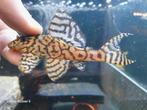 L236 Hypancistrus sp., Dieren en Toebehoren, Vis