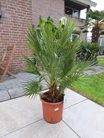 Chamaerops Humilis dwergpalm, palmboom, Kunststof, Minder dan 60 cm, Rond, Ophalen of Verzenden