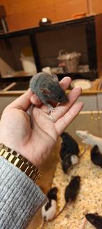 Lieve tamme rittens vrouwtjes, Dieren en Toebehoren, Knaagdieren, Rat, Augustus, Vrouwelijk, Tam