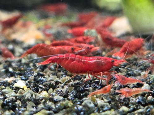 Neocaridina Bloody Mary Garnalen High Grade, Dieren en Toebehoren, Vissen | Aquariumvissen, Kreeft, Krab of Garnaal