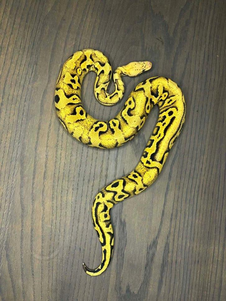 ball python 1.0 pastel yb crypton 50% het pied