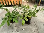 Grote Astible planten, Tuin en Terras, Planten | Tuinplanten, Ophalen, Zomer, Vaste plant, Halfschaduw