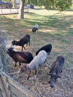 ouessant schapen, Dieren en Toebehoren, Vrouwelijk, Schaap