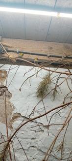 Prachtige kleine cubavinken! Koop of ruil., Dieren en Toebehoren, Meerdere dieren, Geringd