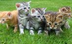 gezocht kitten vrouwtje, Dieren en Toebehoren, Kortharig, 0 tot 2 jaar, Poes