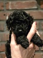 Nog 1 mooie toy/dwergpoedel pup. Mag nest verlaten., Dieren en Toebehoren, Reu, 8 tot 15 weken, Meerdere, CDV (hondenziekte)