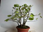 Alnus Glutinosa Meerstammige Bonsai, Tuin en Terras, Planten | Tuinplanten, Volle zon, Vaste plant, Lente, Ophalen