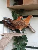 Friese hoenders goudpel, Dieren en Toebehoren, Pluimvee, Meerdere dieren, Kip