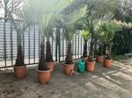💪🏼🌴 Palmboom dikke stam trachycarpus fortunei winterhard, In pot, Zomer, Volle zon, Ophalen