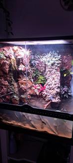 Paludarium/terrarium 60x60x45 exo terra, Dieren en Toebehoren, Reptielen en Amfibieën | Toebehoren, Ophalen of Verzenden, Zo goed als nieuw