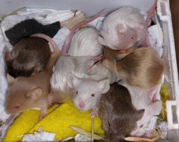 Nestje met veel Satijnen muisjes! Muis! Muizen! Kleuren! beschikbaar voor biedingen