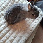 Konijne dame, Dieren en Toebehoren, Konijnen, Vrouwelijk, 0 tot 2 jaar