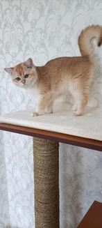 British Golden shorthair kittens (katers), Meerdere dieren, Gechipt, 0 tot 2 jaar