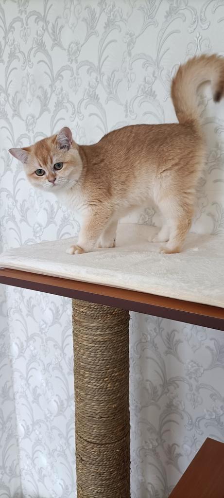 British Golden shorthair kittens (katers), Dieren en Toebehoren, Katten en Kittens | Raskatten | Korthaar, Meerdere dieren, 0 tot 2 jaar