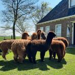 Alpaca, Dieren en Toebehoren, Schapen, Geiten en Varkens, Vrouwelijk, Schaap
