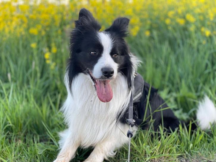 Border Collie reu beschikbaar als dekreu, Dieren en Toebehoren, Honden | Dekreuen, Reu, Particulier, Eén hond, Nederland, 3 tot 5 jaar