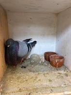 Valentiana duiven, Dieren en Toebehoren, Vogels | Duiven, Meerdere dieren, Kropper
