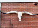 Longhorn schedel polyester, Ophalen, Zo goed als nieuw, Schedel