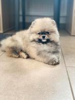 💕Pomerian puppy💕, Dieren en Toebehoren, België, Particulier, Reu, 8 tot 15 weken