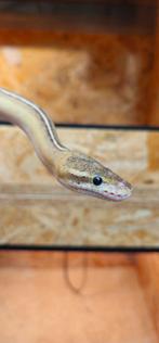 Koningspython 0.1 Phantom Orange Dream (Pied), Dieren en Toebehoren, Slang, Tam, 0 tot 2 jaar