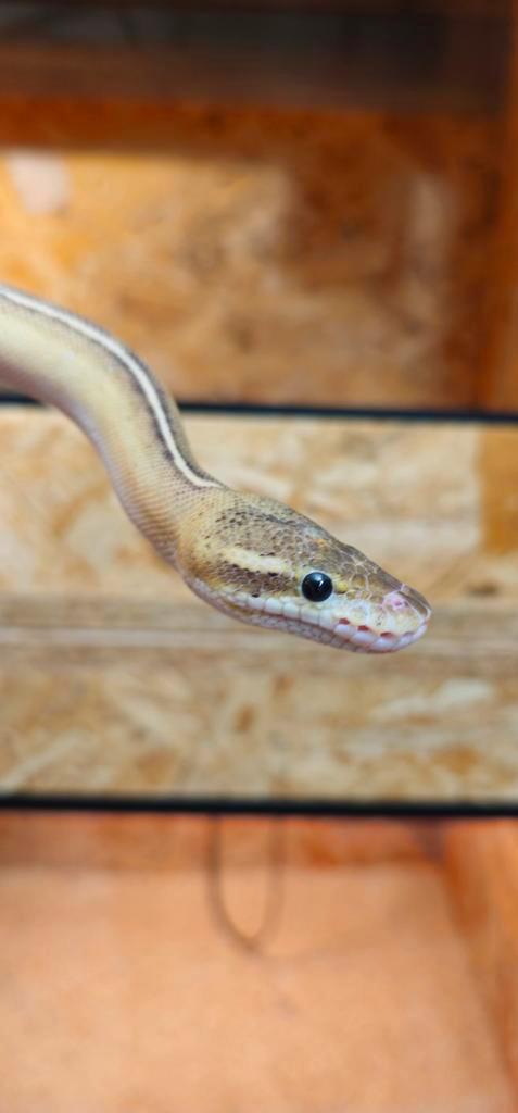 Koningspython 0.1 Phantom Orange Dream (Pied)