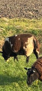 Drachtige bonte schaap, Dieren en Toebehoren, Schapen, Geiten en Varkens, Vrouwelijk, Schaap