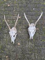 2 oude herten schedels met gewei samen € 24, Verzamelen, Ophalen of Verzenden, Gebruikt, Hert, Schedel