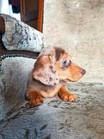 Teckel puppy's , standaard, Standaard, CDV (hondenziekte), 8 tot 15 weken, Korthaar