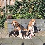Mooie lieve Beagle pups met stamboom, Dieren en Toebehoren, Honden | Beagles, Bassets en Lopende honden, Meerdere, 8 tot 15 weken