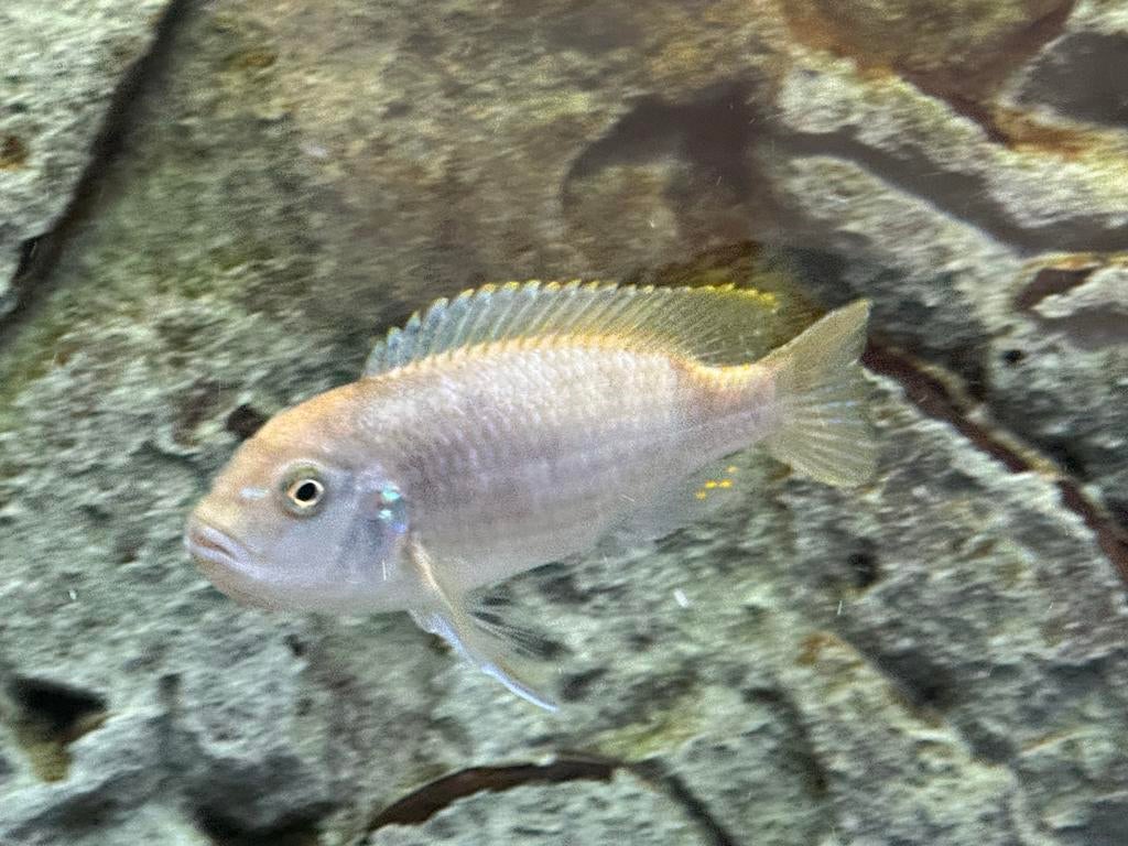 Malawi cichlide dame, Dieren en Toebehoren, Vissen | Aquariumvissen, Vis