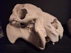 1 op 1 schedel replica dwergnijlpaard, Verzamelen, Wild dier, Ophalen of Verzenden, Zo goed als nieuw, Schedel
