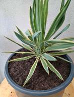 Te koop  Bonte yucca ook wel Palm lelie genoemd, Ophalen