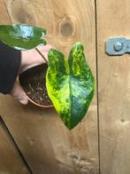 Alocasia zebrina aurea yellow lemon lime variegata plant, Huis en Inrichting, Kamerplanten, Ophalen of Verzenden, Halfschaduw