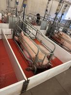 Kraamhokken 160x [671], Dieren en Toebehoren, Ophalen of Verzenden, Boekhorst Trading, Info@boekhorsttrading.com, Singel 16, Horssen