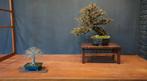 Start Bonsai Vereniging Utrecht!, Ophalen of Verzenden, Nieuw