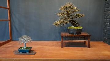 Start Bonsai Vereniging Utrecht!  beschikbaar voor biedingen