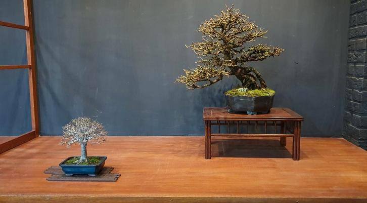 Start Bonsai Vereniging Utrecht!, Hobby en Vrije tijd, Overige Hobby en Vrije tijd, Nieuw, Ophalen of Verzenden