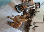 Mechelse herder te koop, Dieren en Toebehoren, Honden | Herdershonden en Veedrijvers, België, Particulier, Rabiës (hondsdolheid)